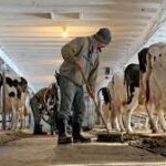 FERME CAI SI VACII