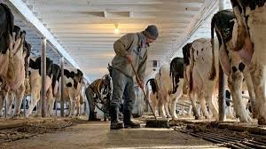 FERME CAI SI VACII
